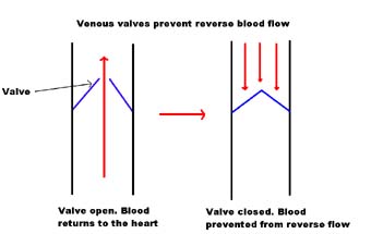Varicose veins and venous valve function